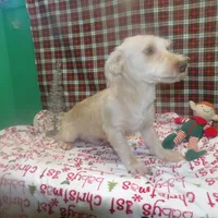 Dice, a male Yorkshire Terrier for sale in Paterson, NJ – Photo 3 of 3