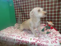 Dice, a male Yorkshire Terrier for sale in Paterson, NJ – Photo 3 of 3