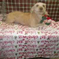 Dice, a male Yorkshire Terrier for sale in Paterson, NJ – Photo 2 of 3