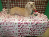 Dice, a male Yorkshire Terrier for sale in Paterson, NJ – Photo 2 of 3