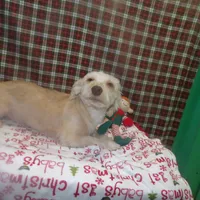 Dice, a male Yorkshire Terrier for sale in Paterson, NJ – Photo 1 of 3