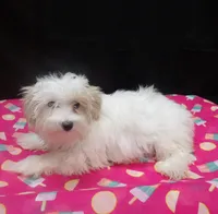 Sage, a female Maltipoo for sale in Paterson, NJ – 2 of 5