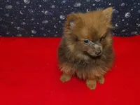 Mac, a male Pomeranian for sale in Paterson, NJ – Photo 4 of 4