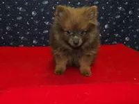 Mac, a male Pomeranian for sale in Paterson, NJ – Photo 1 of 4