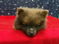 Mac, a male Pomeranian for sale in Paterson, NJ – Photo 2 of 4