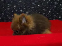 Mac, a male Pomeranian for sale in Paterson, NJ – Photo 3 of 4