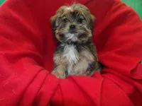 Jackson, a male Shorkie for sale in Paterson, NJ – Photo 1 of 6