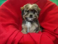 Jackson, a male Shorkie for sale in Paterson, NJ – Photo 2 of 6