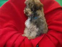 Jackson, a male Shorkie for sale in Paterson, NJ – Photo 6 of 6
