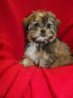 Jackson, a male Shorkie for sale in Paterson, NJ – Photo 4 of 6