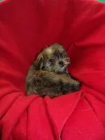 Jackson, a male Shorkie for sale in Paterson, NJ – Photo 3 of 6