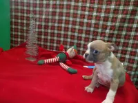 RIOT, a male Boston Terrier for sale in Paterson, NJ – Photo 3 of 4