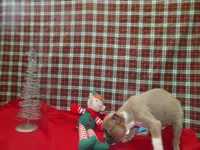 RIOT, a male Boston Terrier for sale in Paterson, NJ – Photo 2 of 4