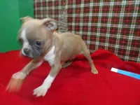 RIOT, a male Boston Terrier for sale in Paterson, NJ – Photo 1 of 4