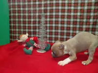 RIOT, a male Boston Terrier for sale in Paterson, NJ – Photo 4 of 4