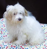 Sage, a male Maltipoo for sale in Paterson, NJ – 2 of 10