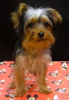Suri, a female Yorkshire Terrier for sale in Paterson, NJ – 9 of 10