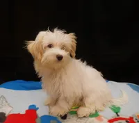 Sandra, a female Maltipoo for sale in Paterson, NJ – 5 of 5