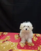 Saint , a male Maltipoo for sale in Paterson, NJ – 4 of 5
