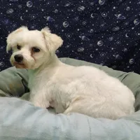 Ceal, a male Maltese for sale in Paterson, NJ – Photo 3 of 8