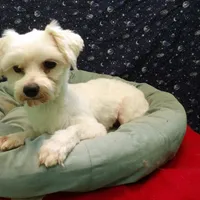 Ceal, a male Maltese for sale in Paterson, NJ – Photo 4 of 8