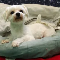 Ceal, a male Maltese for sale in Paterson, NJ – Photo 5 of 8