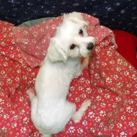 Ceal, a male Maltese for sale in Paterson, NJ – Photo 6 of 8