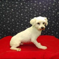 Ceal, a male Maltese for sale in Paterson, NJ – Photo 7 of 8