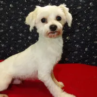 Ceal, a male Maltese for sale in Paterson, NJ – Photo 8 of 8