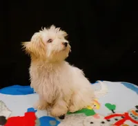 Sandra, a female Maltipoo for sale in Paterson, NJ – 3 of 5