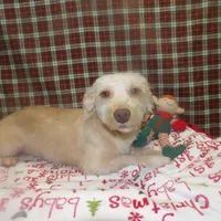 Bean, a male Bichon Frise and Yorkshire Terrier for sale in Paterson, NJ – Photo 8 of 9