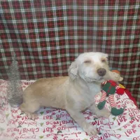 Bean, a male Bichon Frise and Yorkshire Terrier for sale in Paterson, NJ – Photo 3 of 9
