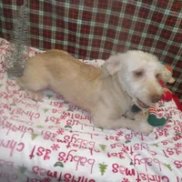 Bean, a male Bichon Frise and Yorkshire Terrier for sale in Paterson, NJ – Photo 4 of 9