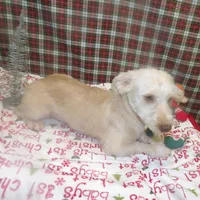 Bean, a male Bichon Frise and Yorkshire Terrier for sale in Paterson, NJ – Photo 6 of 9