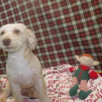 Bean, a male Bichon Frise and Yorkshire Terrier for sale in Paterson, NJ – Photo 1 of 9