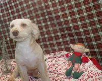 processed/cd30084c-71f9-4c46-9dbf-a091815a9d9b/listing/d0030467-0992-4d4a-858a-6a0db3b65551/b430c325-a252-4c35-b269-3232585439b7