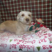 Bean, a male Bichon Frise and Yorkshire Terrier for sale in Paterson, NJ – Photo 5 of 9