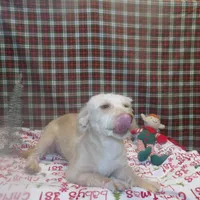 Bean, a male Bichon Frise and Yorkshire Terrier for sale in Paterson, NJ – Photo 9 of 9