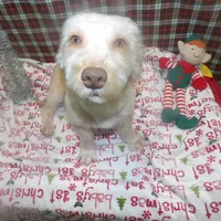 Bean, a male Bichon Frise and Yorkshire Terrier for sale in Paterson, NJ – Photo 2 of 9