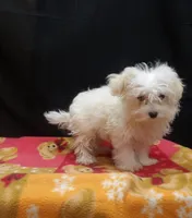 Saint , a male Maltipoo for sale in Paterson, NJ – 5 of 5