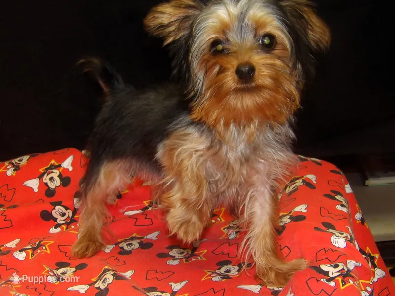 Suri – Yorkshire Terrier puppy for sale in Paterson, NJ
