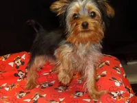 Suri, a female Yorkshire Terrier for sale in Paterson, NJ – 1 of 10