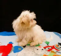 Sandra, a female Maltipoo for sale in Paterson, NJ – 2 of 5
