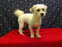 Suzan, a female Shih Tzu for sale in Paterson, NJ – Photo 2 of 4