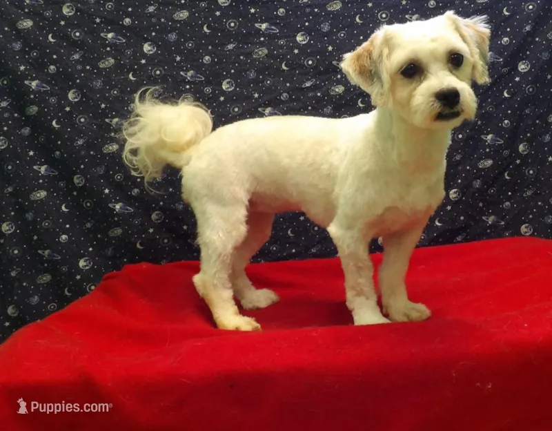 Suzan – Shih Tzu puppy for sale in Paterson, NJ