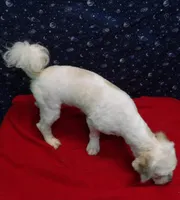 Suzan, a female Shih Tzu for sale in Paterson, NJ – Photo 3 of 4