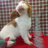 Sage, a female Cockapoo for sale in Paterson, NJ – Photo 5 of 6