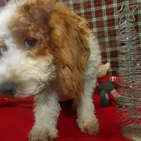 Sage, a female Cockapoo for sale in Paterson, NJ – Photo 2 of 6
