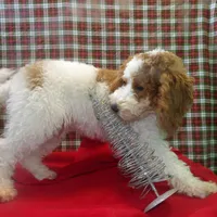 Sage, a female Cockapoo for sale in Paterson, NJ – Photo 1 of 6