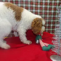 Sage, a female Cockapoo for sale in Paterson, NJ – Photo 6 of 6